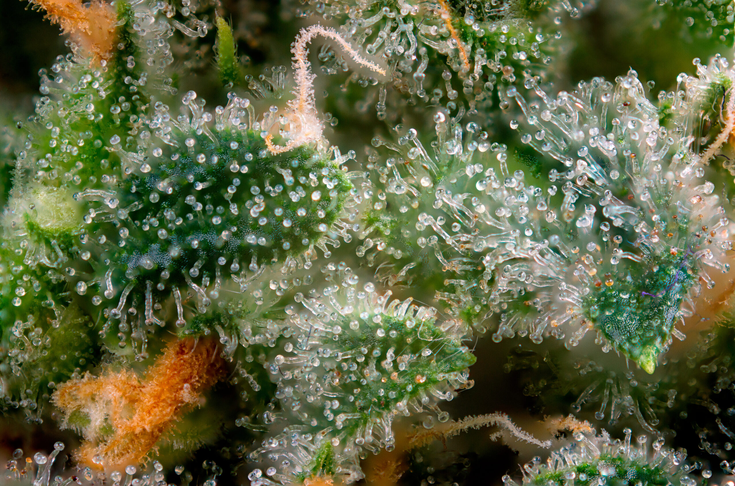 Krewe cannabis co blog a ganja guide to terpenes elevating your experience through flavor and effects scaled 1