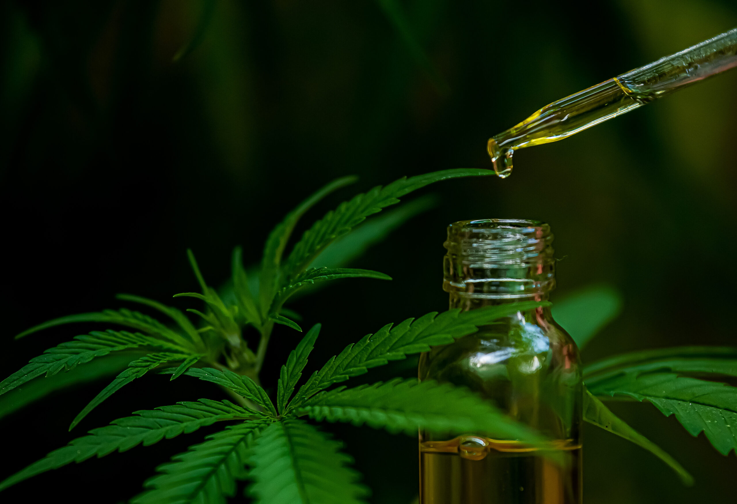 Krewe cannabis co blog the entourage effect explained how cannabinoids and terpenes work together scaled 1