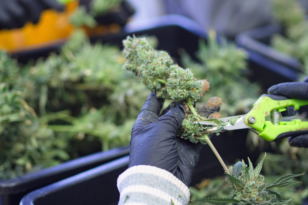 gloved hands using trimming scissors to hand-trim a cannabis bud highlighting post-harvest care